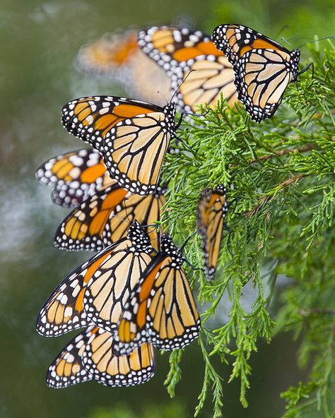 cape may monarch | Monarch Migration.  Hundreds of thousands of Monarch butterflies migrate through Cape May, NJ every year on their way to their wintering Grounds in Mexico. Monarch Waystation, Butterflies Photography, Monarch Migration, Butterfly Monarch, Butterfly Migration, Nj Beaches, Fluttering Butterflies, Butterfly Houses, Cape May Nj