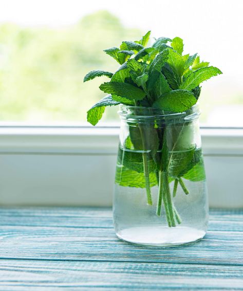 How To Store Mint and Keep It Fresh Using Fresh Mint, Common Cold Symptoms, Drying Mint Leaves, Peach Sangria, Watermelon Mint, Cold Symptoms, Sugar Intake, Steeped Tea, Common Cold