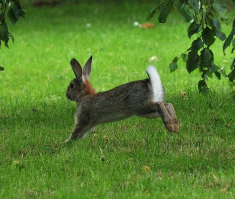 Rabbit hopping | pearse | Flickr Rabbit Hopping, Bunny Hopping, Rabbit Running, Rabbit Pose, Rabbit Jumping, Wild Bunny, Gray Rabbit, Rabbit Pictures, Rabbit Photos