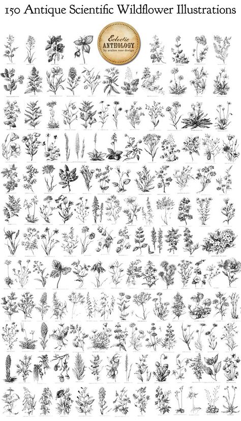 Botanical Tattoo Vintage, Wildflower Drawings, Wildflowers Illustration, Wildflower Tattoo, Vector Brush, Flower Illustrations, Floral Vector, Vintage Florals, Geniale Tattoos