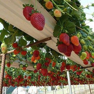 Gutter Garden, نباتات منزلية, Diy Raised Garden, Raised Garden Beds Diy, Garden Wallpaper, Growing Strawberries, Home Vegetable Garden, Vegetable Garden Design, Garden Bed