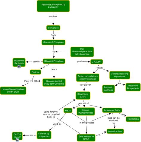 pentose phosphate pathway Fatty Acid Synthesis, Pentose Phosphate Pathway, Metabolic Pathways, Biochemistry Notes, Mcat Prep, Biology Facts, Chemical Structure, Concept Map, History Of Science