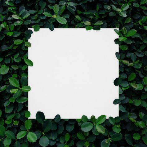 Insta White Background Photos, Photo Frame Background Design, Green Frame Background, Green Floral Background, Green And White Background, Green Leaves Background, White Color Background, Green Leaf Wallpaper, Business Card Design Minimalist