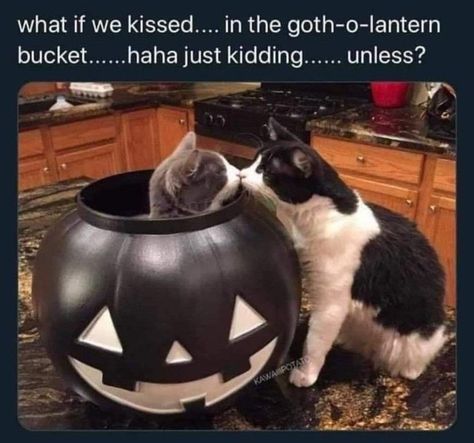 Cat Playground, Cat Cute, Silly Animals, Cat Aesthetic, Indoor Cat, Silly Cats, Pretty Cats, Cute Little Animals, Halloween Cat