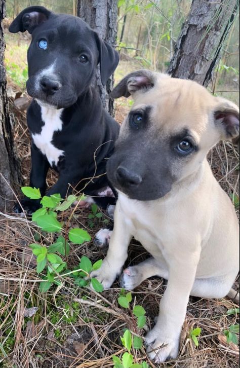 #puppy #pup #heterochromia #cute #reference #apbt Cute Reference, Pet Dogs, Puppies, Dogs, Animals, Quick Saves