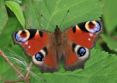 Brandon Marsh, Moth Species, Peacock Tattoo, Butterfly Books, Peacock Butterfly, Butterfly Species, Butterfly Butterfly, Butterfly Photos, British Wildlife