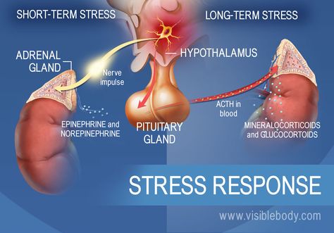 A diagram of the hormones involved in short-term and long-term stress response, showing the hypothalamus, pituitary, and adrenal glands Adrenal Glands Endocrine System, Adrenal Gland Hormones, Endocrine Hormones, Nurse Skills, Anterior Pituitary, Adrenal Gland, Follicle Stimulating Hormone, Adrenal Fatigue Symptoms, Endocrine Disorders