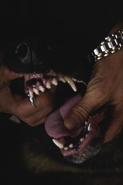 Scary Dogs, Bad Dog, I'm With The Band, Dog Teeth, Jolie Photo, Doberman, Rottweiler, Aesthetic Art, A Dog