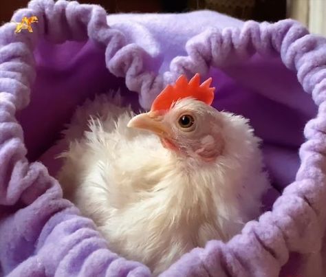 Chickens Aesthetic, Chicken Aesthetic, Fluffy Chicken, Baby Chicken, Chicken Christmas, Chicken Pictures, Fancy Chickens, Silkie Chickens, Cat Species