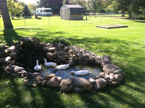 Small Backyard Duck Ponds, Duck Pond Ideas Backyards, Duck Pond With Waterfall, Garden Duck Pond, Duck Pond Backyard, Small Duck Pond Ideas Diy, Diy Backyard Duck Pond, Mini Duck Pond, Koi And Duck Pond