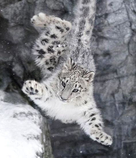 Snow Leopard Wallpaper, Leopard Pictures, Pretty Animals, Silly Animals, Cute Wild Animals, Cute Animal Photos, Snow Leopard, Leopards, Silly Cats