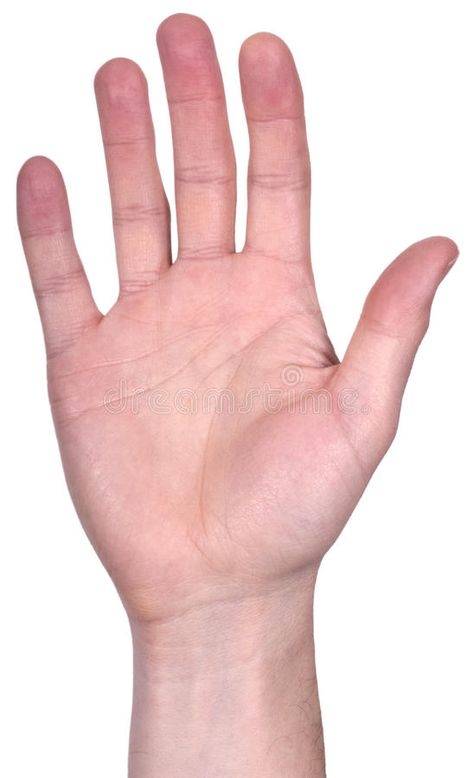 Open Hand, Palm To Camera With Fingers, Isolated. Man or male open hand, fingers , #Sponsored, #Fingers, #Isolated, #Man, #Camera, #Open #ad Hand Reference Open Palm, Open Palm Reference, Open Hand Reference, Male Hand Reference, Open Palm Hand, Hand References, Hand Anatomy, Open Palm, Big Hands