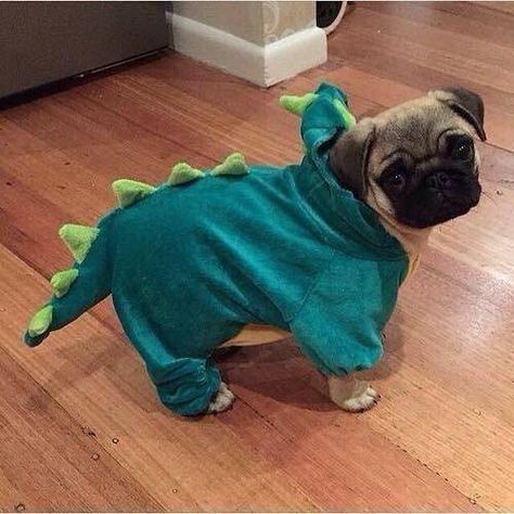 Cute Pug Puppies, Baby Pugs, A Pug, Pug Puppies, Pugs Funny, Cute Animals Images, Cute Pugs, Pug Lover