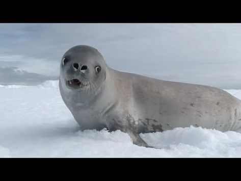 "Kiss from a Rose" Sung by actual Seals Kiss From A Rose, Fat Animals, Music Visualization, Epic Fails Funny, Lifestyle Art, Epic Fails, It's Hard, Funny Fails, A Rose