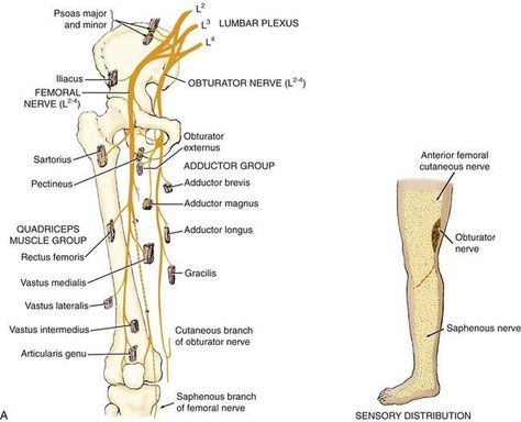 Anatomical Course of the obturator Nerve Obturator Nerve, Skeleton Muscles, Hip Anatomy, Femoral Nerve, Physical Therapy School, Leg Anatomy, Body Diagram, Peripheral Nerve, Exercise Physiology