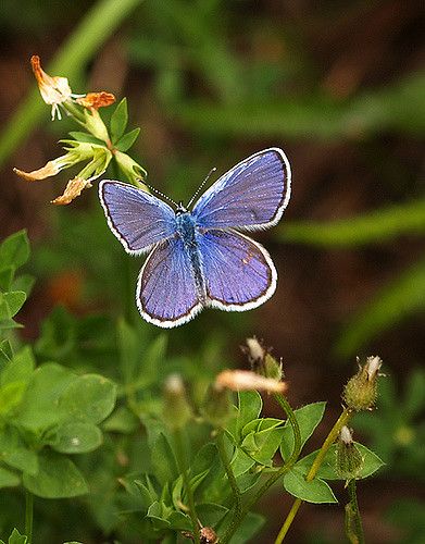 https://flic.kr/p/557Lao | Karner Blue | The Karner Blue is the State Butterfly of New Hampshire. It exists in this state because of an ongoing restoration program.   Concord,  NH Karner Blue Butterfly, Concord Nh, Nature Animals, Blue Butterfly, New Hampshire, Hampshire, Butterflies, Color Blue, Blue Color