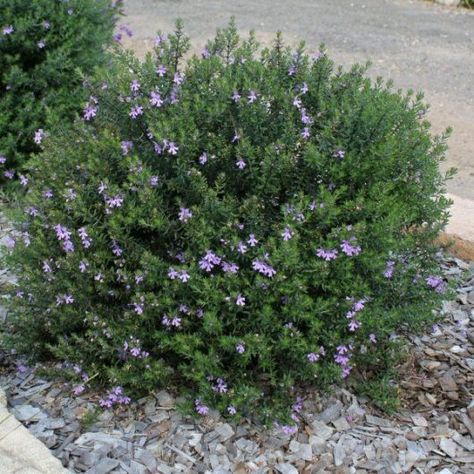 Coastal Rosemary, Westringia Fruticosa, Australian Native Garden, Hedging Plants, Backyard Plants, Australian Plants, Dry Garden, Australian Garden, Australian Native Plants