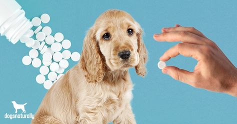 Aspirin For Dogs, Von Willebrand Disease, Small Dog Accessories, Puppy Diy, Dog Grooming Tips, Healthy Pets, Dog Health, Dog Care, Dog Accessories