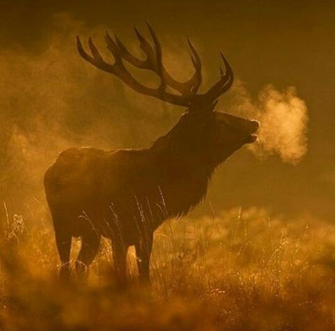 Elk Elk Aesthetic, Cow Elk, National Geographic Animals, Elk Photography, Painting References, Bucket List Vacations, Historical Eras, Alice Angel, Maybe In Another Life