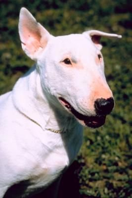 What Breed of Dog Is in the Target Commercials? Target Dog, Dog Calendar, Multiple Dogs, A Bull, English Bull Terriers, Best Dog Breeds, Bull Terriers, Bull Terrier Dog, American Pit