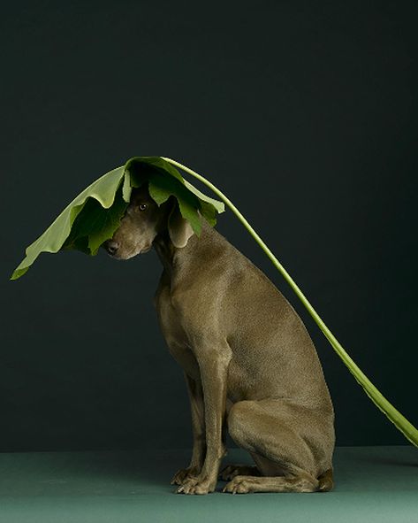 William Wegman, Weimaraner Dogs, Weimaraner, Canine Companions, Dog Photography, Dog Portraits, Mans Best Friend, Animals Friends, Dog Life