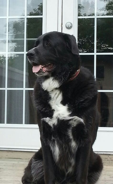 My beautiful Oscar Great Pyrenees cross black lab. ❤❤❤ Dogs Retriever, Lab Mix Puppies, Black Lab Mix, Big Puppy, Pyrenees Puppies, Dogs Labrador, Great Pyrenees Puppy, Great Pyrenees Dog, Big Puppies