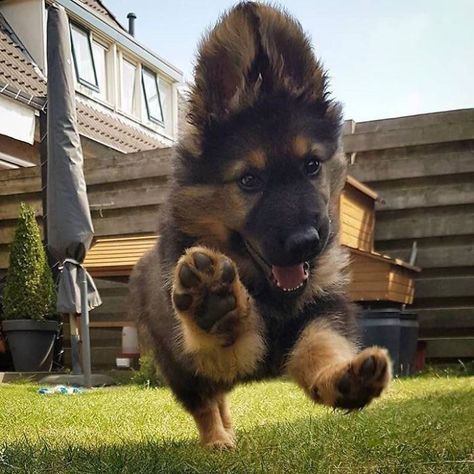 Happy Paws Baby German Shepherds, Ras Anjing, Cute German Shepherd Puppies, Psy I Szczenięta, Pretty Dogs, Cute Dogs And Puppies, Shepherd Puppies, German Shepherd Puppies, German Shepherds