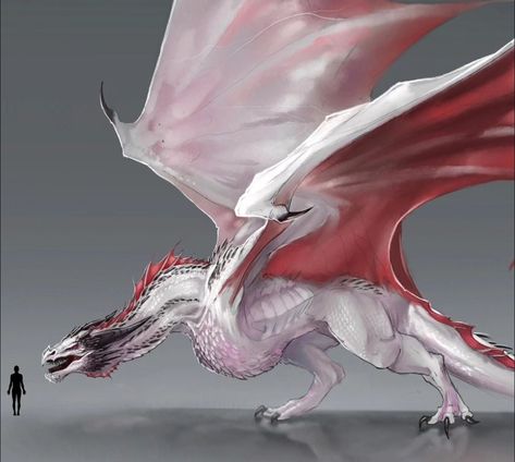 Dragon Concept Art Design Reference, White Wyvern, White And Red Dragon, Dragon Oc Art, Wyvern Art, Dragon Wyvern, Dragon Anatomy, Mythical Creatures Fantasy, Got Dragons