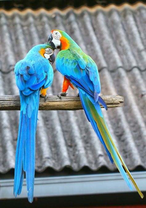 Harlequin Macaw, Blue Gold Macaw, Blue And Gold Macaw, Beautiful Parrots, Parrot Pet, Parrots Art, Funny Parrots, Macaw Parrot, Tropical Animals