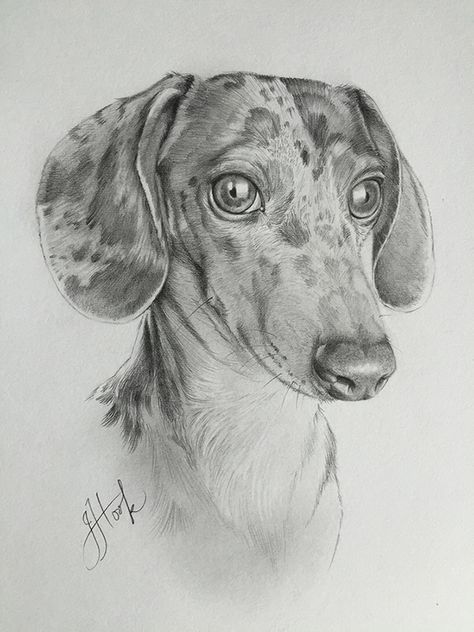 Dachshund Clube - Jessica Hook Dachshund Sketch Pencil Drawings, Daschund Drawing, Dachshund Sketch, Dachshund Drawing, Dogs Drawing, Canine Drawing, Eagle Painting, Pencil Sketch Images, Dachshund Art