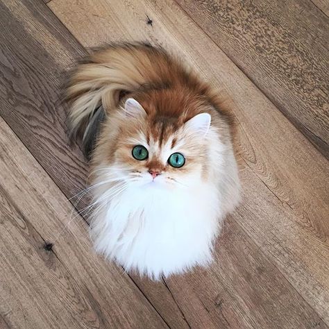 ellaireneee Fluffy Cat Breeds, Pinterest Cute, Regnul Animal, Söt Katt, Fluffy Cat, Cute Kittens, Beautiful Animals, Cute Creatures, Beautiful Cat