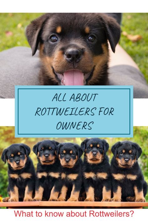 Thinking about adopting a Rottweiler? Understanding these loyal dogs is key. Rottweilers are known for their strong, protective nature and loving personality. With their striking black and tan coat, they not only look impressive but also make excellent family pets. In this guide, learn everything a new owner should know, from training tips to health advice. Knowing how to care for your Rottweiler ensures they thrive and contribute to your family's happiness. Discover important traits and tips that every Rottweiler parent should be aware of. Rottweiler Training, Dogs Are The Best, Loving Personality, Tan Coat, Loyal Dogs, Tan Body, Family Pets, Health Advice, Family Pet