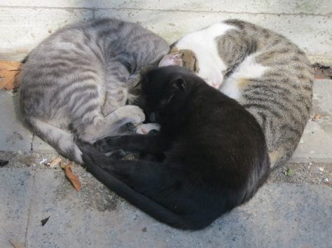 Three cats sleeping in heart configuration Koci Humor, Cat Cuddle, Three Cats, Cat Sleeping, Cat Aesthetic, Silly Cats, Pretty Cats, Beautiful Cats, Crazy Cat Lady