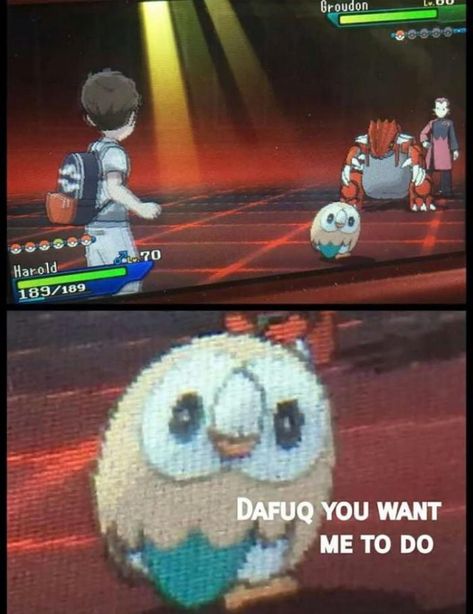 Well this is awkward https://ift.tt/2PBgm0W Rowlet Meme, Pokemon Mew, Pokémon Stuff, Video Game Memes, Pokemon Stuff, Pokemon Comics, Pokemon Memes, Pokemon Funny, 웃긴 사진