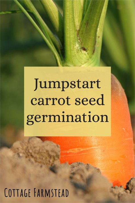 Planting Carrots, Spring Vegetable Garden, Gardening Raised Beds, Creative Gardening Ideas, How To Plant Carrots, Growing Carrots, Regenerative Agriculture, Identify Plant, Rainbow Carrots