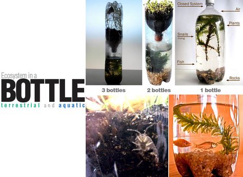 Ecosystem in a Bottle Ecosystem In A Bottle, Bottle Template, Ecosystems Projects, Fish Photo, Pill Bug, Animal Life Cycles, Aquatic Ecosystem, Science Club, Arts Integration