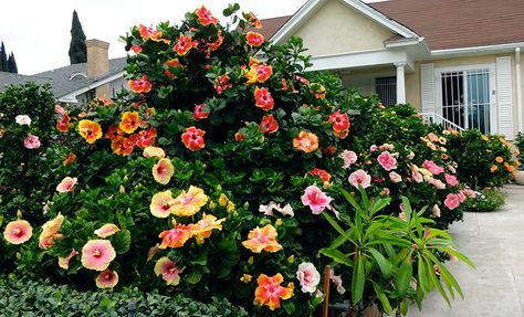 Hidden Valley Hibiscus Growing Hibiscus, Hibiscus Garden, Buddha Home Decor, Hibiscus Plant, Flower Pots Outdoor, Hidden Valley, Slide Show, Growing Flowers, Flowering Trees