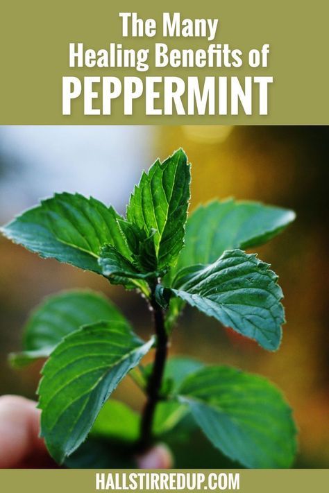 Peppermint Benefits, Benefits Of Peppermint, Peppermint Tea Benefits, Mint Herb, Peppermint Plants, Growing Healthy Hair, Types Of Herbs, Sick Remedies, Plant Benefits