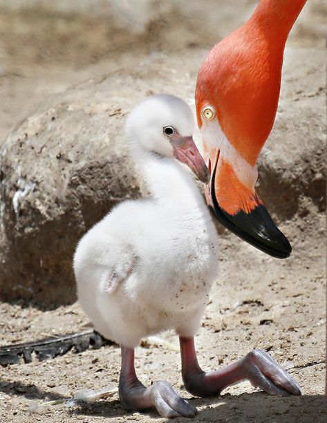 A Mother's Touch - Mother and baby flamingos at San Diego Zoo. Flamingo Things, Flamingo Stuff, Flamingo Beach, Baby Chick, Baby Bird, Pretty Birds, Pink Flamingo, Pink Flamingos, Mothers Love