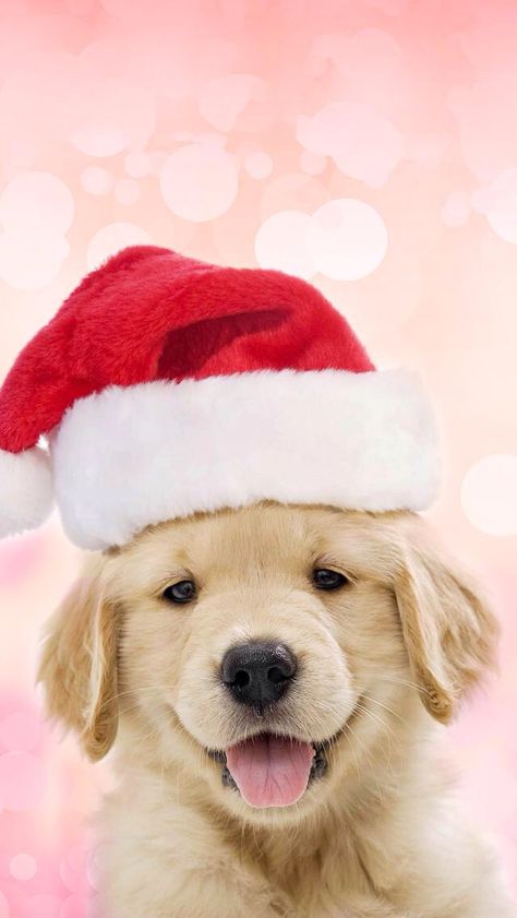 Dogs Wallpaper Iphone, Home Screen Ipad, Ringtone Wallpaper, Dog Wallpaper Iphone, Merry Christmas Cute, Christmas Pets, Dog Quotes Love, Dogs Christmas, Ideas For Dogs