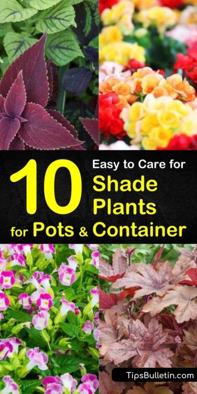 Shade Plants For Pots, Shade Plants Container, Plants For Pots, Plants Guide, Rock Flower Beds, Best Plants For Shade, Potted Plants Patio, Plants Under Trees, Shade Grass