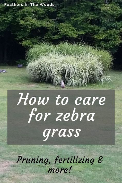 Very tall, large clump of Zebra grass, 2 different varieties Weeping Cherry Tree, Landscaping Around House, Miscanthus Sinensis, Garden Prepping, Vegetable Harvest, Beautiful Outdoor Living Spaces, Perennial Grasses, Natural Fertilizer, Grasses Landscaping