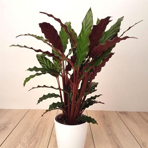 Calathea Rufibarba 12cm - 1 plant Buy online order yours now Calathea Rufibarba, Calathea Plant, Liquid Fertilizer, Most Beautiful Gardens, Decorative Planters, Ornamental Plants, Leaf Coloring, Garden Supplies, Pretty House