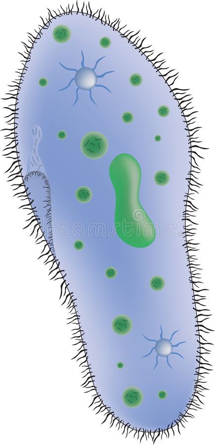 Paramecium. Illustration of a paramecium single celled organism , #Aff, #paramecium, #Illustration, #Paramecium, #organism, #celled #ad Plant Cell Illustration, Ovum Cell, Paramecium Biology, Plants And Animals Cells, Endoplasmic Reticulum, Stock Photography Free, Biology, Stock Photography, Stock Illustration