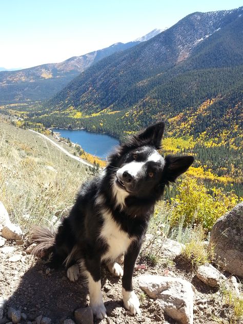 Jackson at the lake. #mountaindogs #crestedbutte #hiking Lilac Merle Border Collie, Border Collie Blue Healer, Brindle Border Collie, Border Collie Hiking, Kelpie Cross Border Collie, Crested Butte, Mountain Dogs, Australian Shepherd, Border Collie