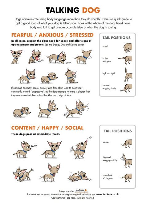 Dog language Toy Breeds, Train A Dog, Dog Body Language, Talking Dog, Dog Language, What Dogs, Pet Hacks, How To Train, Dog Behavior