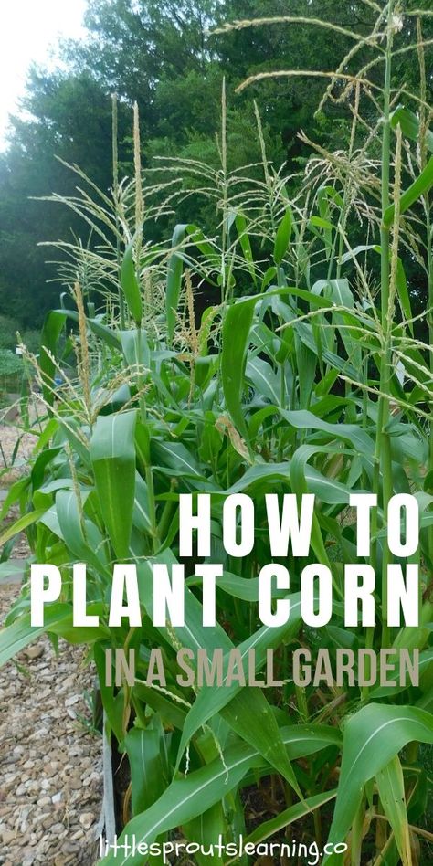 Learning how to plant corn in your garden is simple. As long as you provide the plants enough water and keep the pests at bay, you’ll have corn success! You can grow it in containers, in raised beds, in gardens in the ground. You just have to know when to plant, how far apart to plant and what works as companion planting with corn and you'll have success! How To Plant Corn, Corn Growing, Farming Tips, Easy Vegetables, Vege Garden, Growing Corn, Food Gardening, Small Vegetable Gardens, Florida Gardening