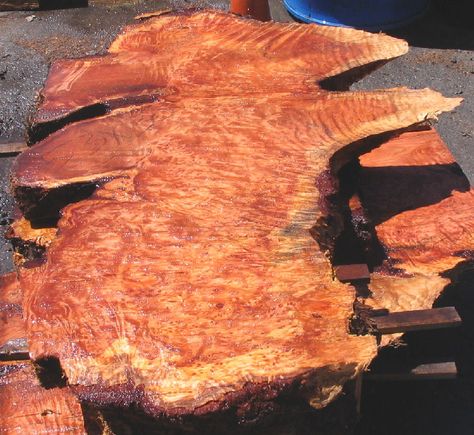 REDWOOD BURLS PICTURES | Redwood Burl Slab Tree Burl, Snake Wood, Live Edge Tables, Redwood Burl, Redwood Tree, Burl Wood, Wood Creations, Wood Stone, Wood Patterns