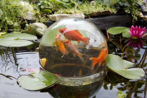 BOWL POND - Google Search Koi Pond Design, Goldfish Pond, Diy Pond, Pond Water Features, Backyard Water Feature, Koi Fish Pond, Pond Design, Fish Ponds, Ponds Backyard