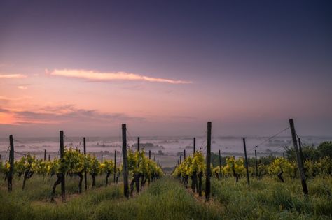 Eleven Amazing Napa Valley Wineries You Must Visit Australia Bucket List, Regions Of France, Italy Wine, Wine Country California, Yarra Valley, California Wine, Loire Valley, Wine Tour, Eco Friendly House